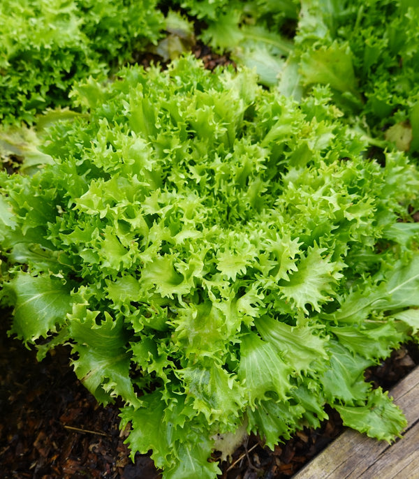 Endive Green Curled Ruffec